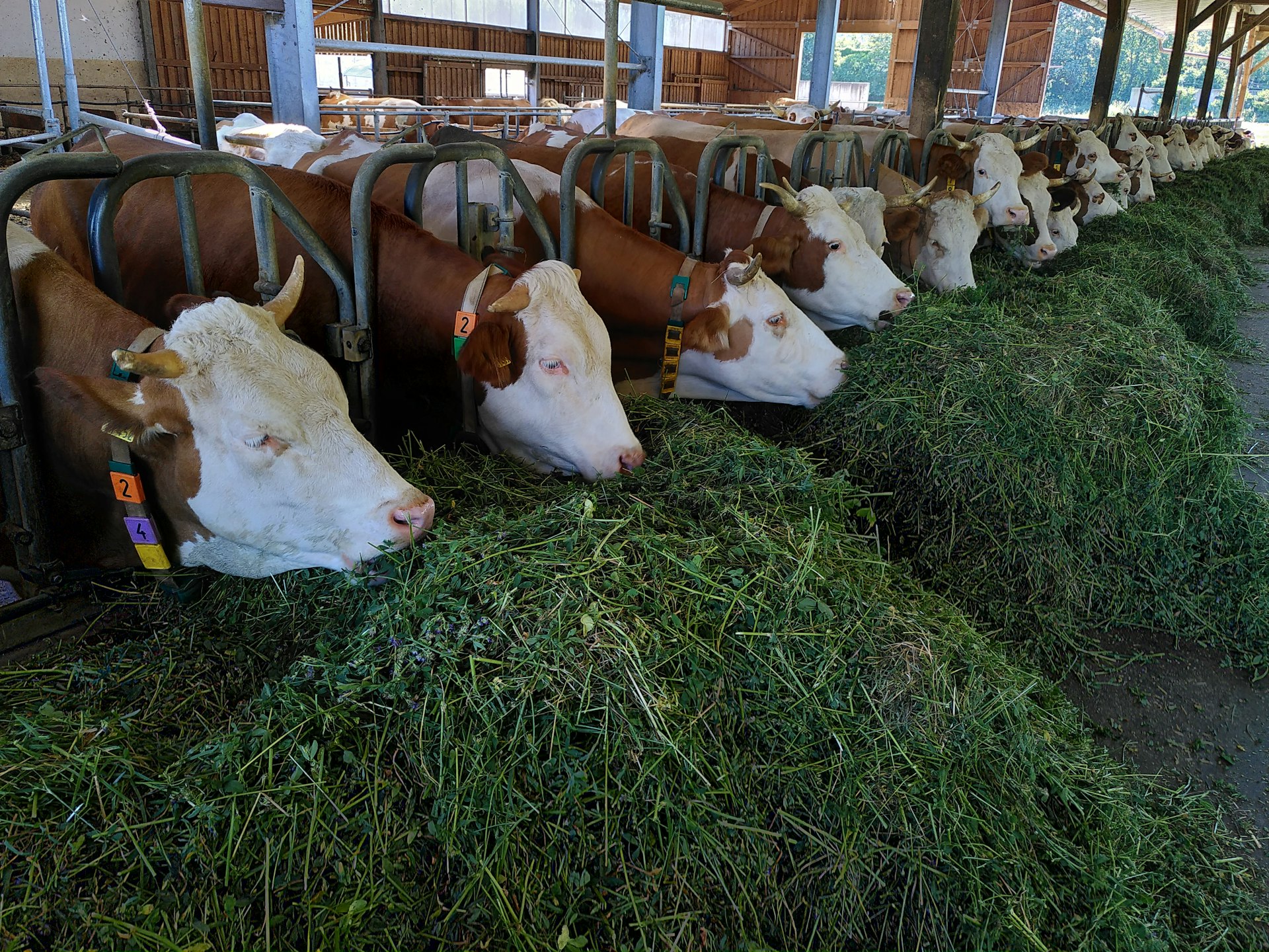 white and brown cow on green grass during daytime